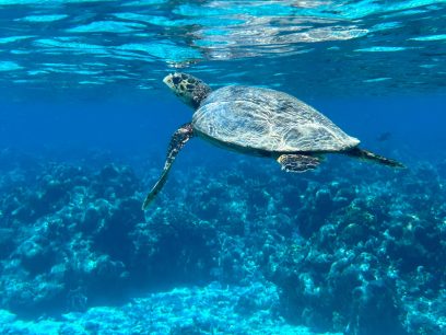 Schildkröte schnorcheln Malediven