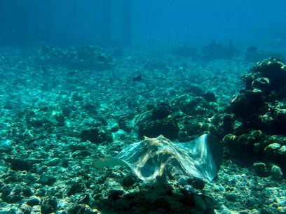 mantarochen tauchgang malediven