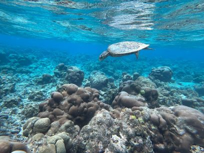 unterwasserwelt schnorcheln Malediven