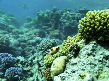 Robinson Soma Bay Unterwasserwelt